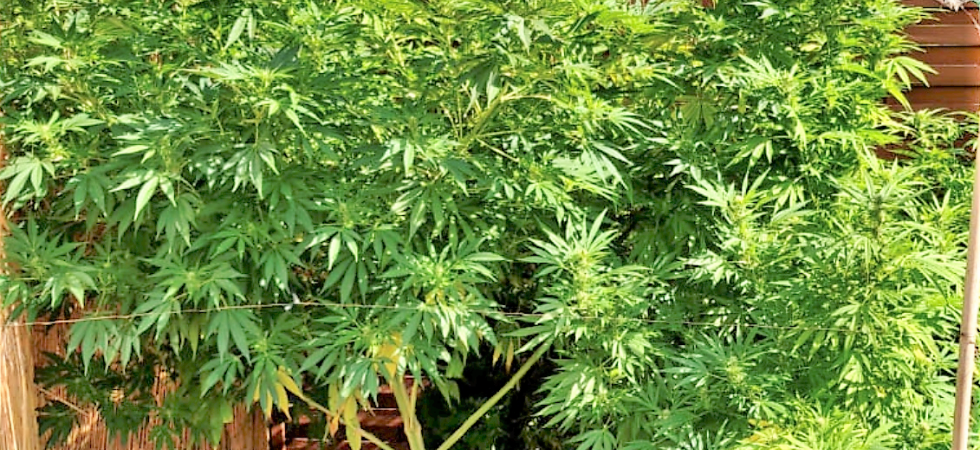 Madre e figlio 19enne coltivavano cannabis insieme: denunciati
